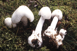 Valkokärpässieni